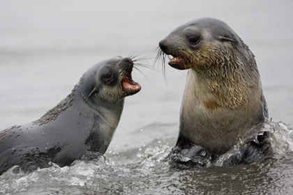 Picture of ANTARCTICA ANTARCTIC FUR SEALS SPARRING