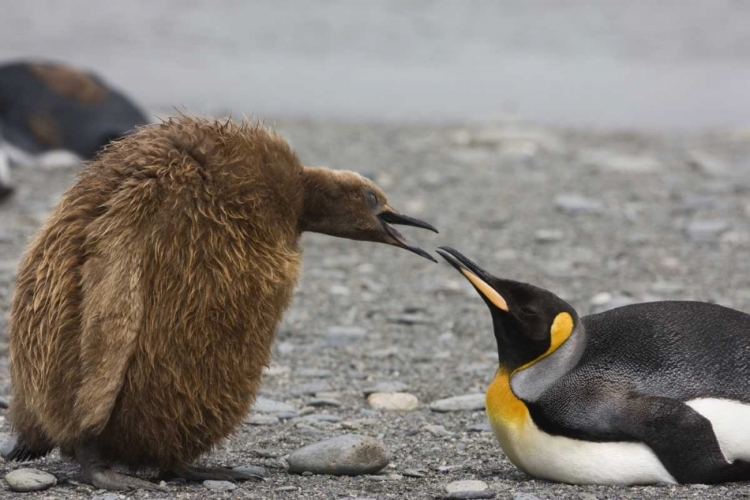 Picture of ANTARCTICA KING PENGUIN OAKUM BOY CHICK