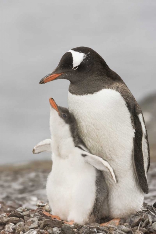 Picture of ANTARCTICA, GENTOO PENGUIN CHICK BONDING