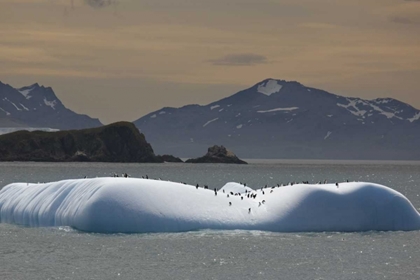 Picture of ANTARCTICA, CHINSTRAP AND GENTOO PENGUINS