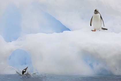 Picture of ANTARCTICA GENTOO PENGUINS ON AN ICEBERG