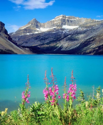 Picture of CANADA, ALBERTA, FIREWEED WILDFLOWERS IN BANFF NP