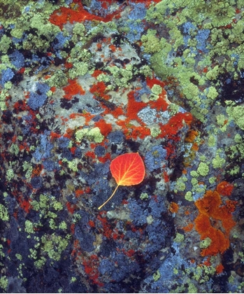 Picture of USA, WYOMING, ASPEN LEAF ON A LICHEN COVERED ROCK