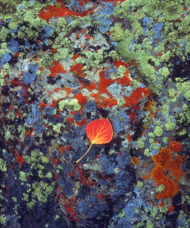 Picture of USA, WYOMING, ASPEN LEAF ON A LICHEN COVERED ROCK