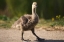 Picture of CALIFORNIA, SAN DIEGO, LAKESIDE CANADIAN GOSLING