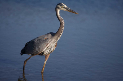 Picture of CALIFORNIA, SAN DIEGO, LAKESIDE GREAT BLUE HERON