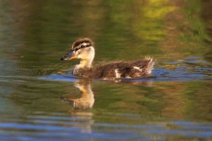 Picture of CALIFORNIA, SAN DIEGO, LAKESIDE MALLARD DUCKLING