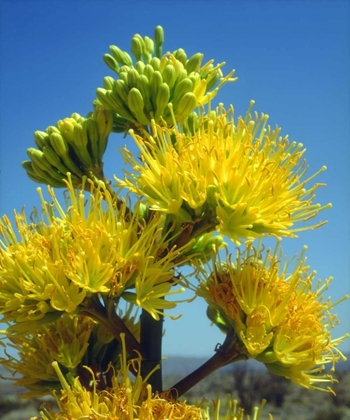 Picture of CALIFORNIA, ANZA-BORREGO DESERT SP AGAVE FLOWERS