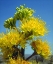 Picture of CALIFORNIA, ANZA-BORREGO DESERT SP AGAVE FLOWERS