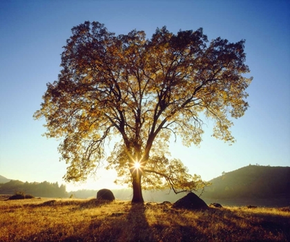 Picture of CALIFORNIA, CLEVELAND NF BLACK OAK TREES, AUTUMN