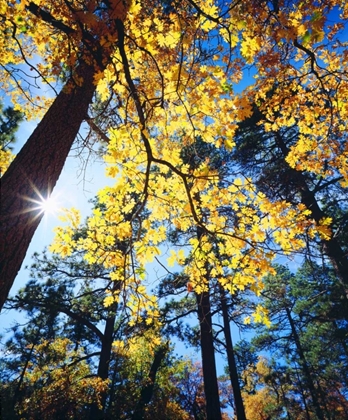 Picture of CALIFORNIA, CLEVELAND NF BLACK OAK TREES, AUTUMN