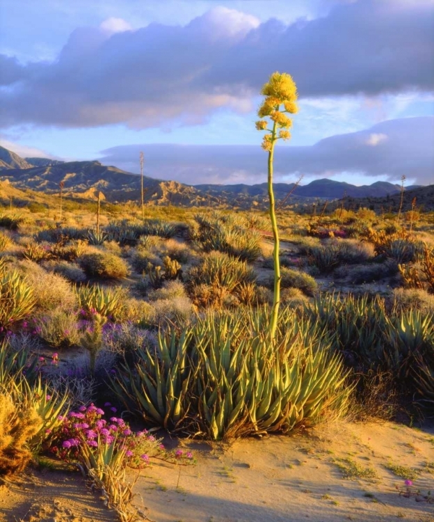 Picture of CALIFORNIA, ANZA-BORREGO DESERT SP AGAVE FLOWERS