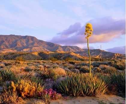 Picture of CALIFORNIA, ANZA-BORREGO DESERT SP AGAVE FLOWERS
