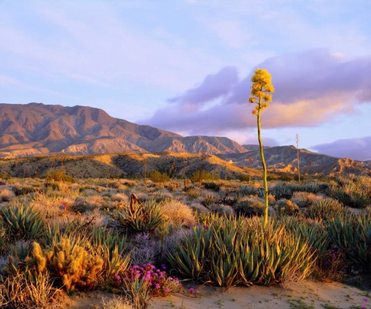 Picture of CALIFORNIA, ANZA-BORREGO DESERT SP AGAVE FLOWERS