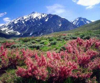 Picture of CALIFORNIA, SIERRA NEVADA FLOWERS IN THE SIERRAS