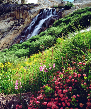 Picture of CALIFORNIA, SIERRA NEVADA FLOWERS IN THE SIERRAS