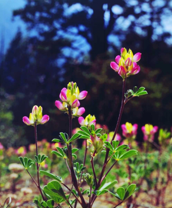 Picture of CALIFORNIA, SIERRA NEVADA FLOWERS IN THE SIERRAS