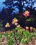 Picture of CALIFORNIA, SIERRA NEVADA FLOWERS IN THE SIERRAS