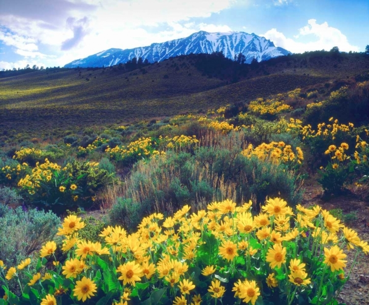 Picture of CALIFORNIA, SIERRA NEVADA FLOWERS IN THE SIERRAS