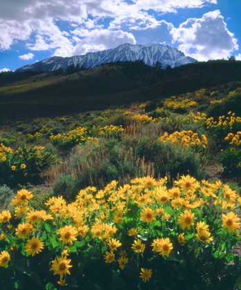 Picture of CALIFORNIA, SIERRA NEVADA FLOWERS IN THE SIERRAS