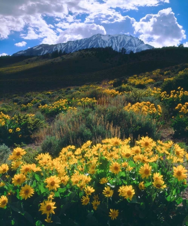 Picture of CALIFORNIA, SIERRA NEVADA FLOWERS IN THE SIERRAS