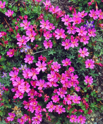 Picture of CALIFORNIA, SIERRA NEVADA FLOWERS IN THE SIERRAS