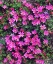 Picture of CALIFORNIA, SIERRA NEVADA FLOWERS IN THE SIERRAS