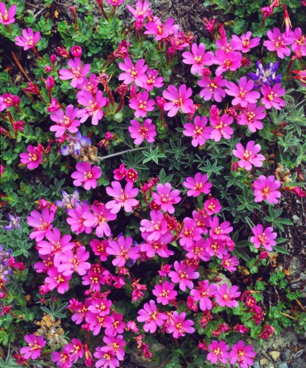 Picture of CALIFORNIA, SIERRA NEVADA FLOWERS IN THE SIERRAS