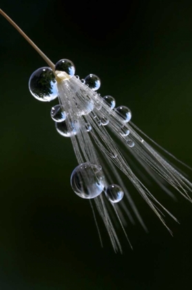 Picture of CALIFORNIA, SAN DIEGO, WATER DROPS ON A DANDELION