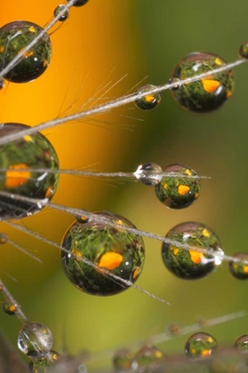 Picture of CALIFORNIA, SAN DIEGO, WATER DROPS ON A DANDELION