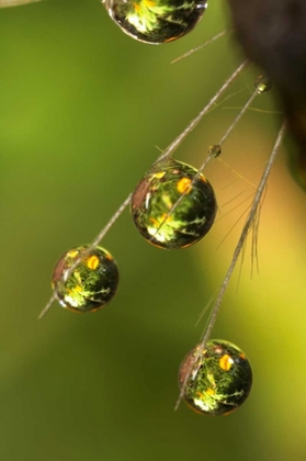 Picture of CALIFORNIA, SAN DIEGO, WATER DROPS ON A DANDELION