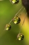 Picture of CALIFORNIA, SAN DIEGO, WATER DROPS ON A DANDELION