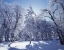 Picture of CALIFORNIA, CLEVELAND NF, LAGUNA MTS SNOWY TREES
