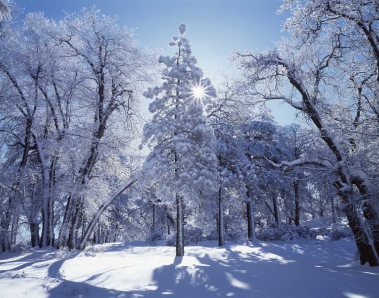 Picture of CALIFORNIA, CLEVELAND NF, LAGUNA MTS SNOWY TREES