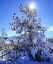 Picture of CALIFORNIA, CLEVELAND NF, LAGUNA MTS SNOWY TREES