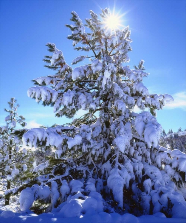 Picture of CALIFORNIA, CLEVELAND NF, LAGUNA MTS SNOWY TREES