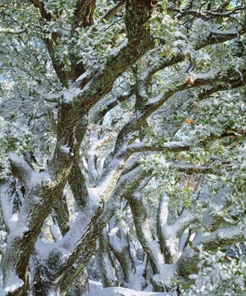 Picture of CALIFORNIA, CLEVELAND NF, LAGUNA MTS SNOWY TREES