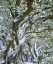 Picture of CALIFORNIA, CLEVELAND NF, LAGUNA MTS SNOWY TREES