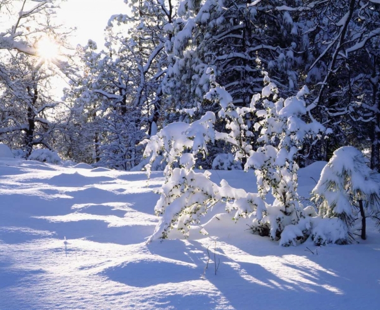 Picture of CALIFORNIA, CLEVELAND NF, LAGUNA MTS SNOWY TREES