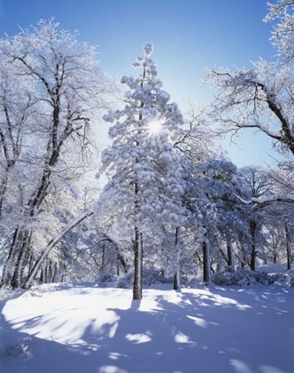 Picture of CALIFORNIA, CLEVELAND NF, LAGUNA MTS SNOWY TREES