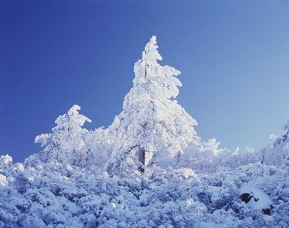 Picture of CALIFORNIA, CLEVELAND NF, LAGUNA MTS SNOWY TREES