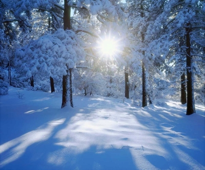 Picture of CALIFORNIA, CLEVELAND NF, LAGUNA MTS SNOWY TREES