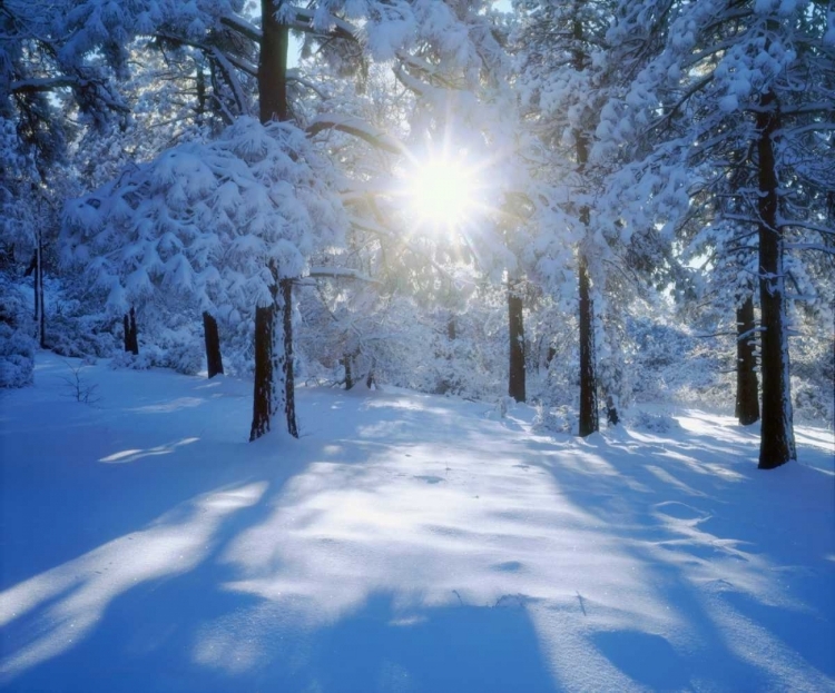 Picture of CALIFORNIA, CLEVELAND NF, LAGUNA MTS SNOWY TREES