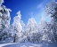 Picture of CALIFORNIA, CLEVELAND NF, LAGUNA MTS SNOWY TREES