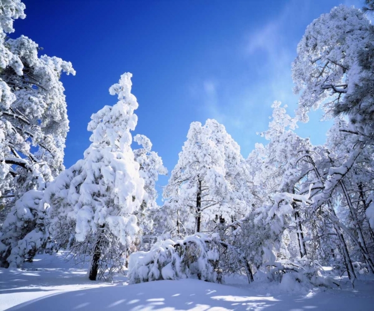 Picture of CALIFORNIA, CLEVELAND NF, LAGUNA MTS SNOWY TREES