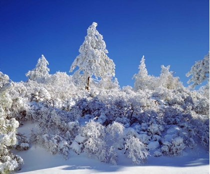 Picture of CALIFORNIA, CLEVELAND NF, LAGUNA MTS SNOWY TREES