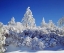 Picture of CALIFORNIA, CLEVELAND NF, LAGUNA MTS SNOWY TREES