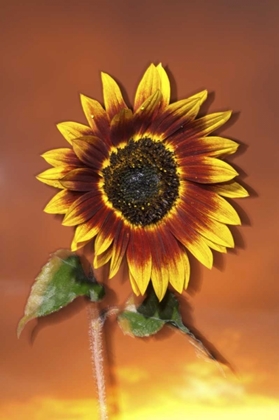 Picture of CALIFORNIA, SAN DIEGO, HYBRID SUNFLOWER AT SUNSET
