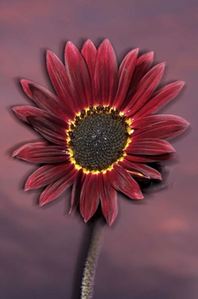 Picture of CALIFORNIA, SAN DIEGO, HYBRID SUNFLOWER AT SUNSET