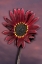 Picture of CALIFORNIA, SAN DIEGO, HYBRID SUNFLOWER AT SUNSET